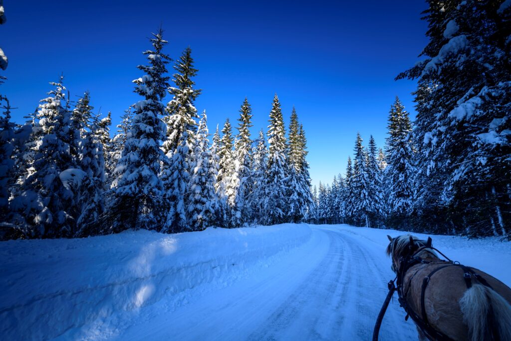 Blåtime i skogen fra mesna