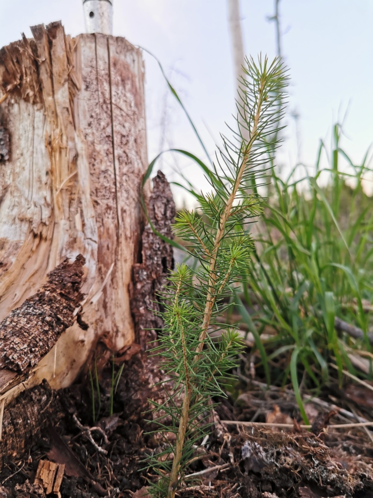 Nytt tre ved gammel stubbe