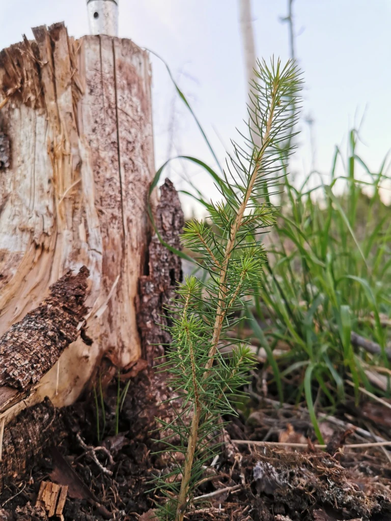 Nytt tre ved gammel stubbe