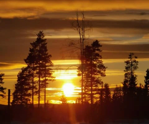 Solnedgang over skog