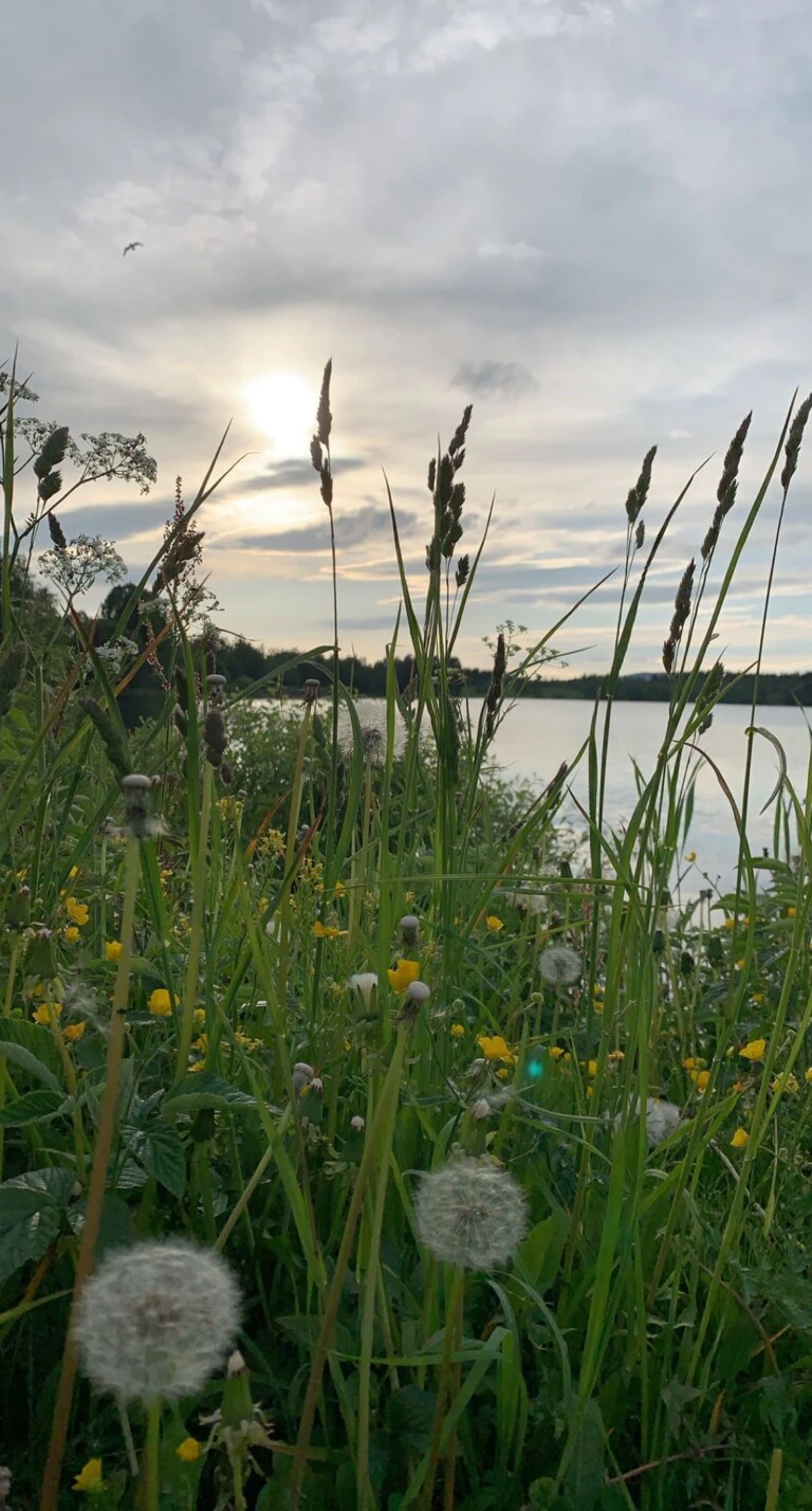 Sommerblomster ved Næra